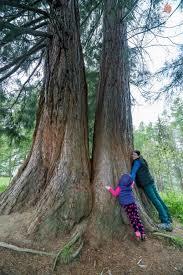 Arborele Sequoia